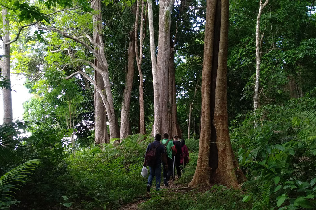 Guided Forest Treks